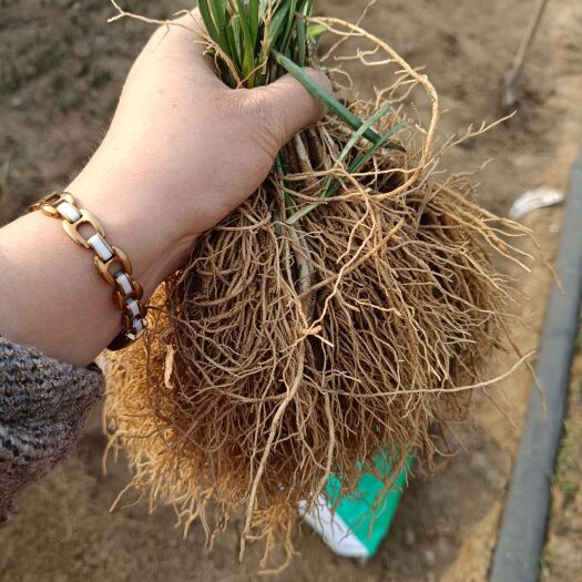 昌黎县当季新根红根大叶韭菜，自家种植现挖现发常年供应电商