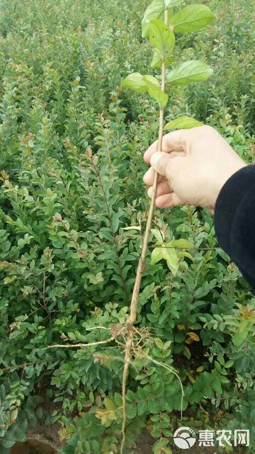 红花紫薇  粉红紫薇树、风景树，绿化树大小规格、易种植易成活