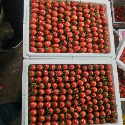 滑县滑县是万亩圣女果种植基地，品种齐全，颜色靓，口感超好，糖度高