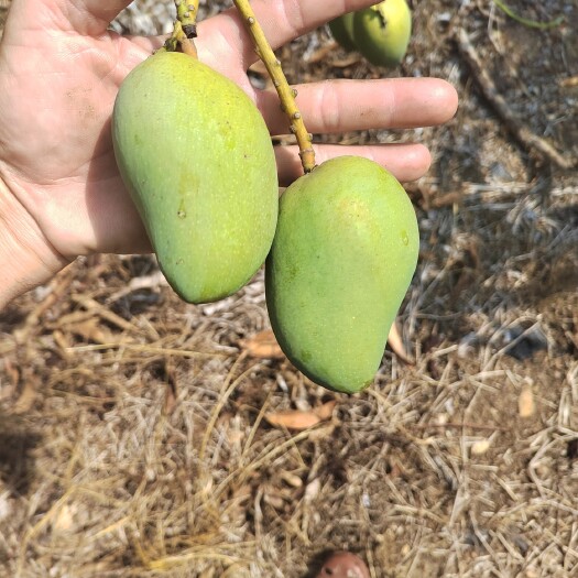 东方市小台农芒果皮干净2.5两以上 有想法的老板欢迎联系我