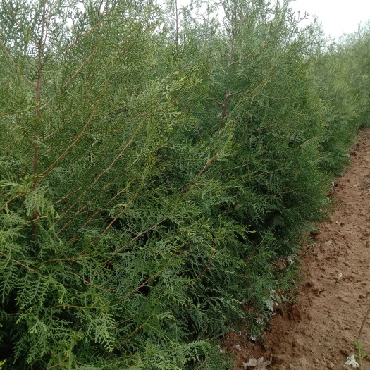 南阳柏树苗 侧柏树苗 柏树苗基地批发 规格齐全 质量优