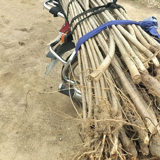 随县紧急出售白杨树苗