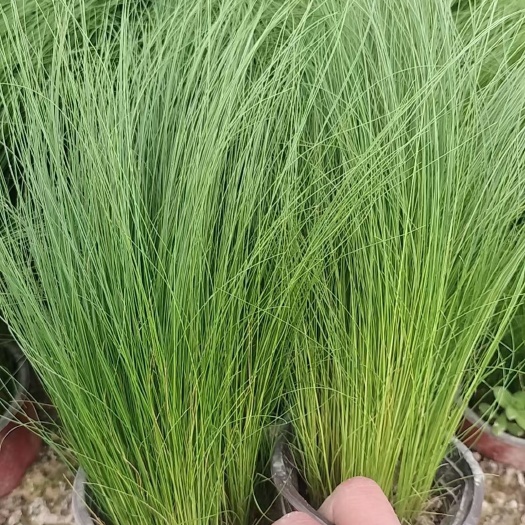 常州细径针毛。墨西哥羽毛草，细径针芒