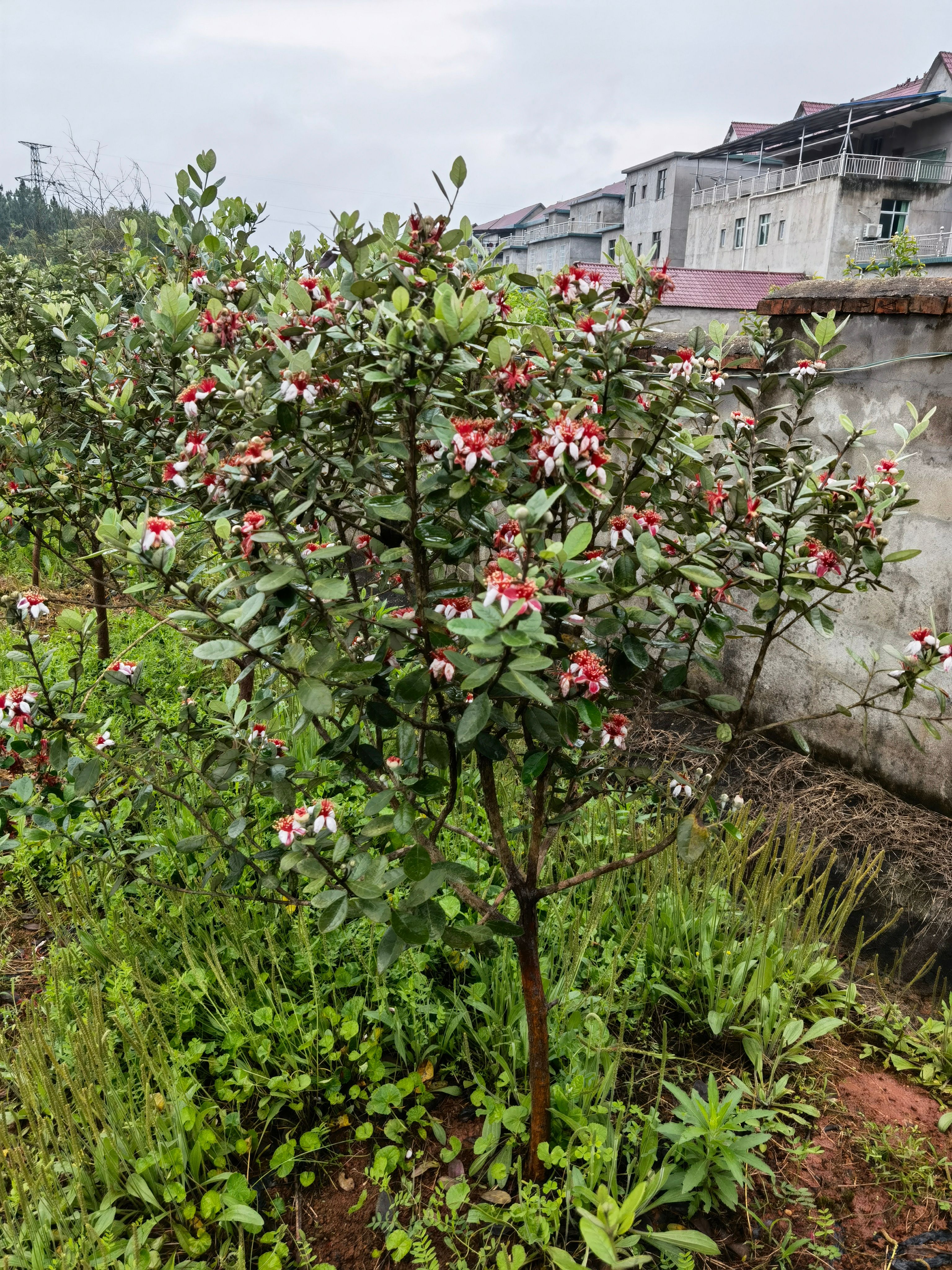 菲油果结果大树 菲油果大树批发