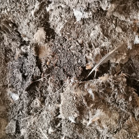 钦州谷壳鸡粪