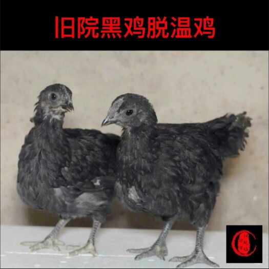 万源市产地直发旧院黑鸡蛋脱温苗