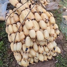 颚莲6号，头年货条型好，口感好