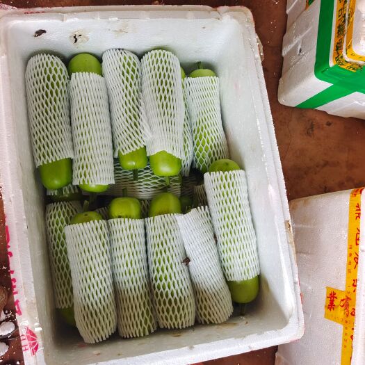 徐闻县新苗蒲瓜