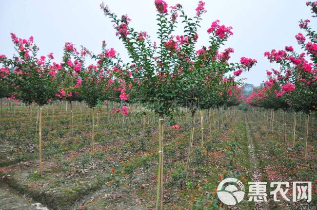 红花紫薇  粉红紫薇树、风景树，绿化树大小规格、易种植易成活