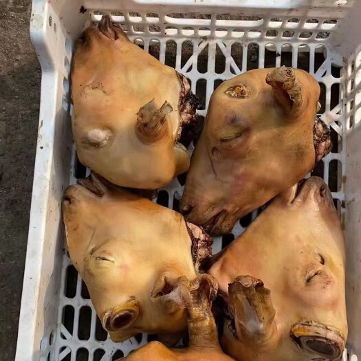 郑州羊头，火烧小羊头，2斤半左右的都有，3斤到4斤的，个头均匀。