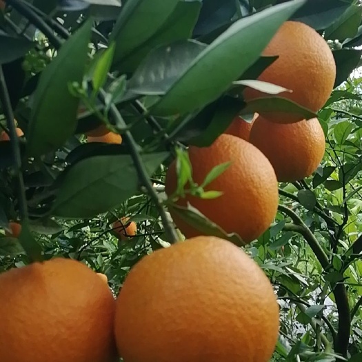 阳朔县夏橙