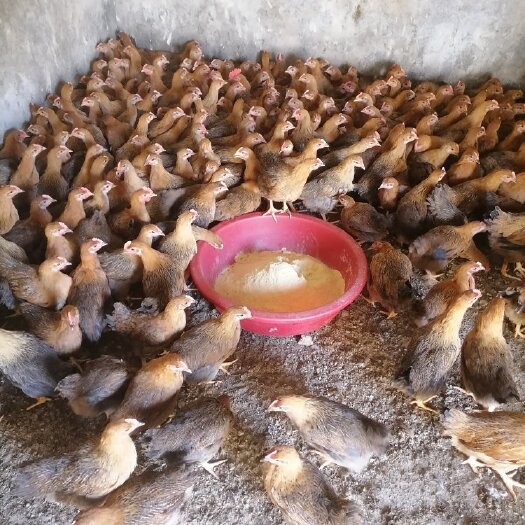 峡江县土黄麻母鸡苗，黄脚黄皮疫苗齐全体质健康。