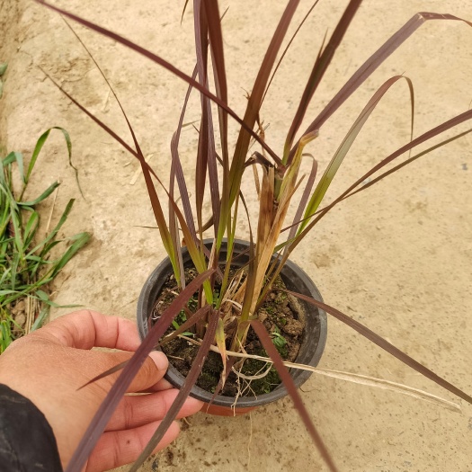 邳州市紫叶狼尾草