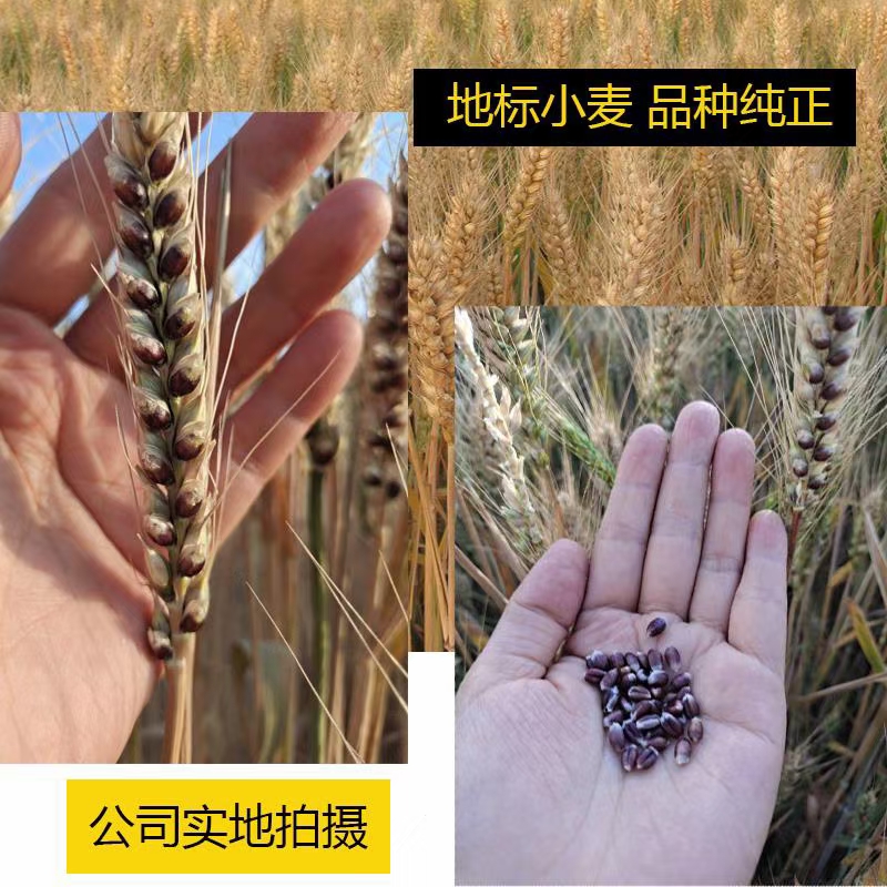 館陶特產(chǎn)