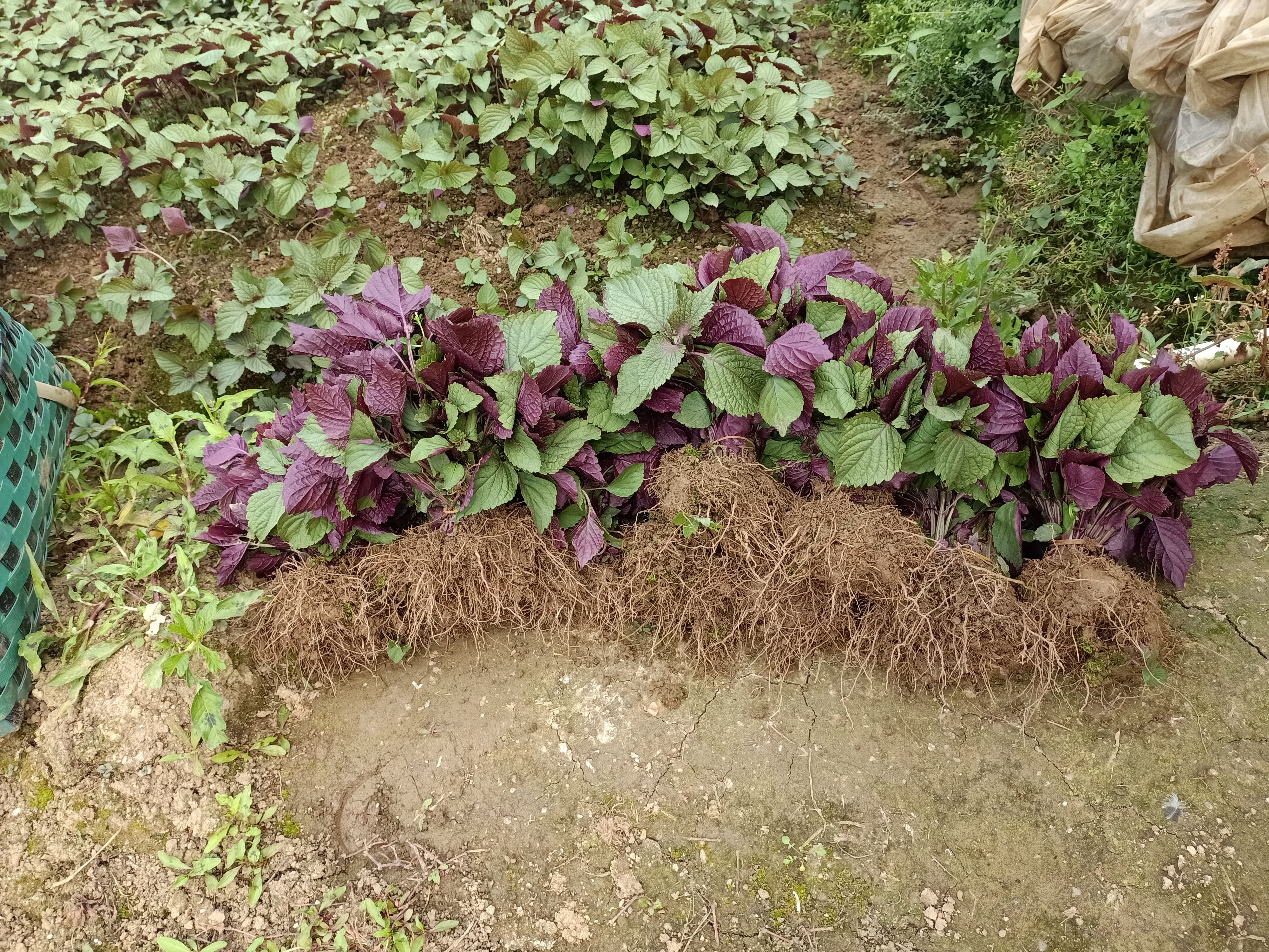 岑溪市优质香味大叶紫苏苗，易种植，带泥发货。(有现货)