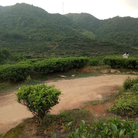 深圳单丛茶、高山茶
