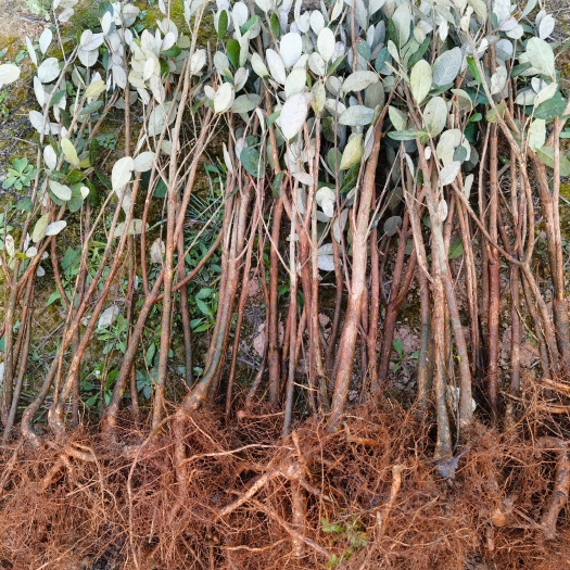 鄱阳县菲油果裸根大苗 菲油果地苗