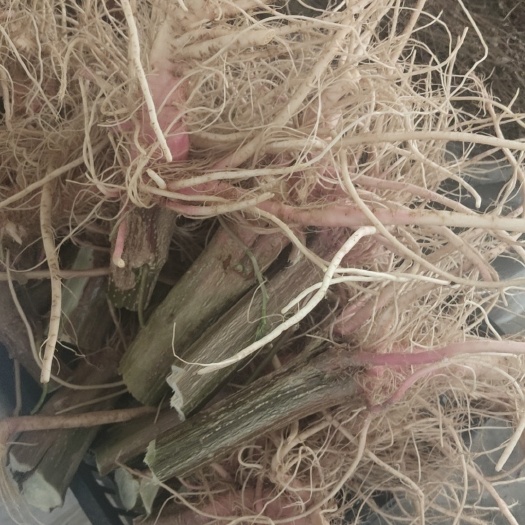 新兴县苋菜头