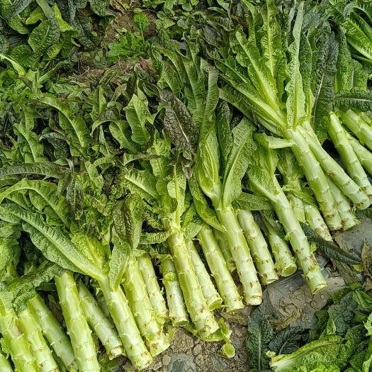 台州红叶莴笋
