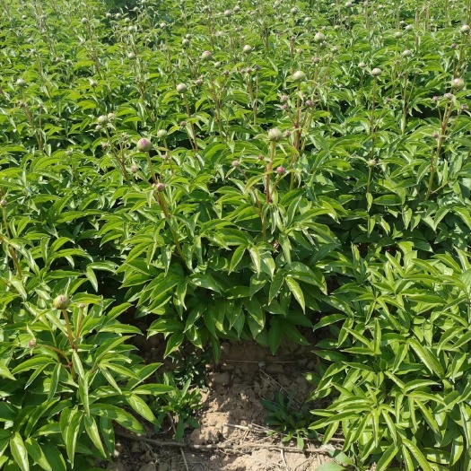 菏泽多花芍药