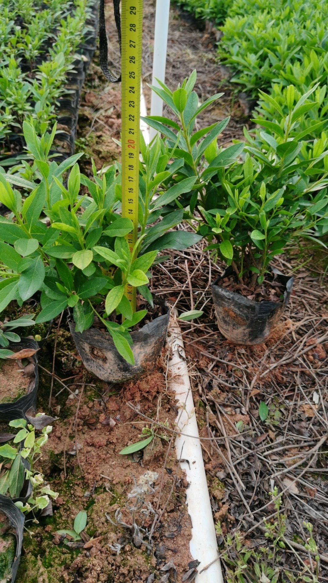 毛杜鹃