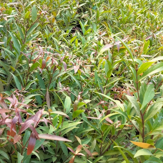 普宁市莲雾直生苗（带小营养杯）