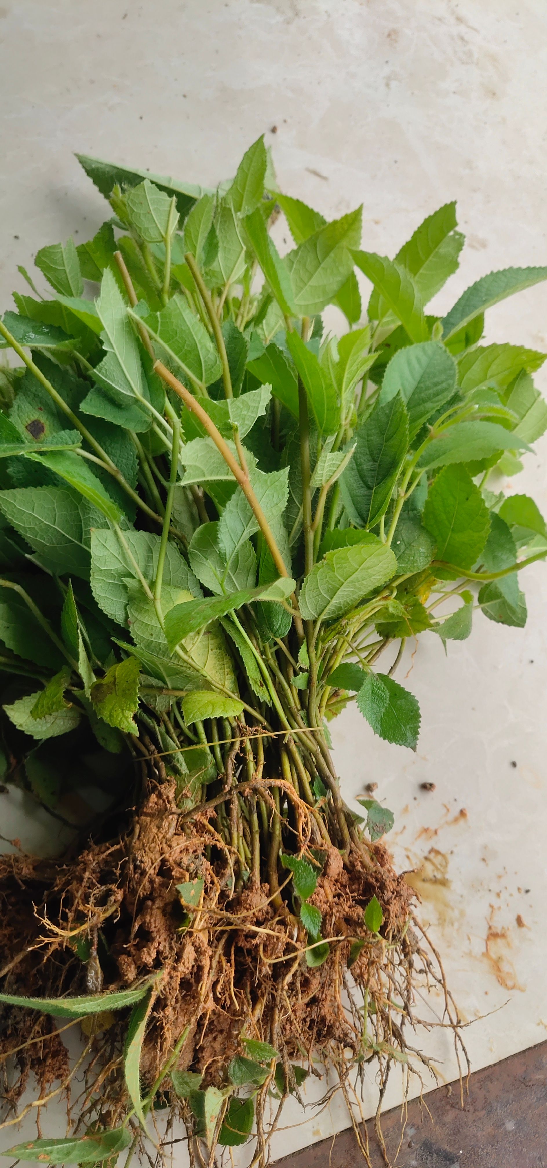 五指毛桃老水裸根苗