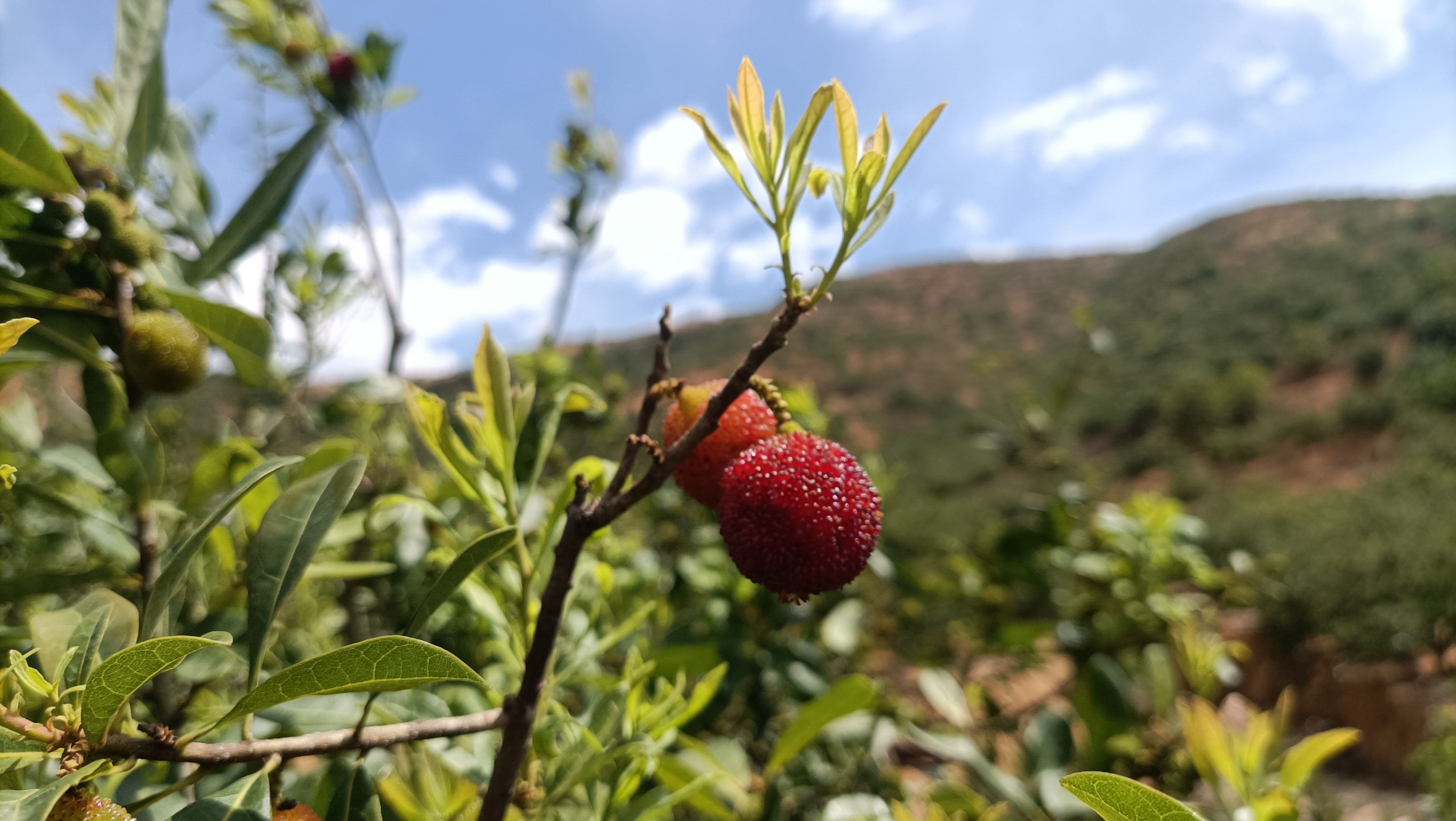 云南杨梅荸荠东魁一件代发空运飞机果