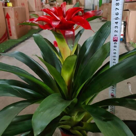 广州鸿运当头 凤梨花 小红星丹尼斯基地直销电商货各种规格全国发货