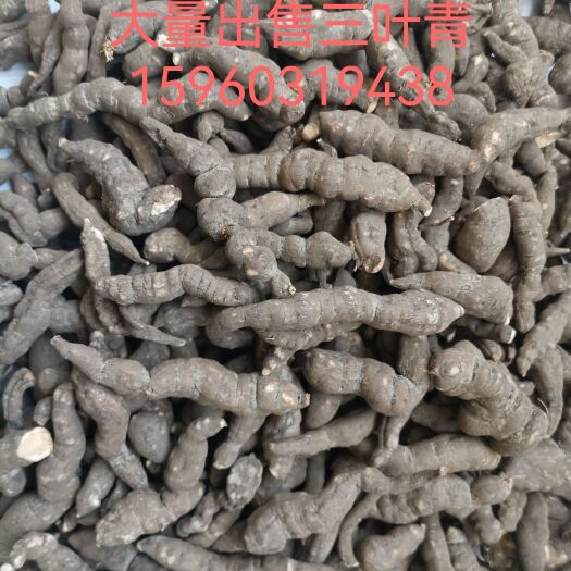 长汀县三叶青干货