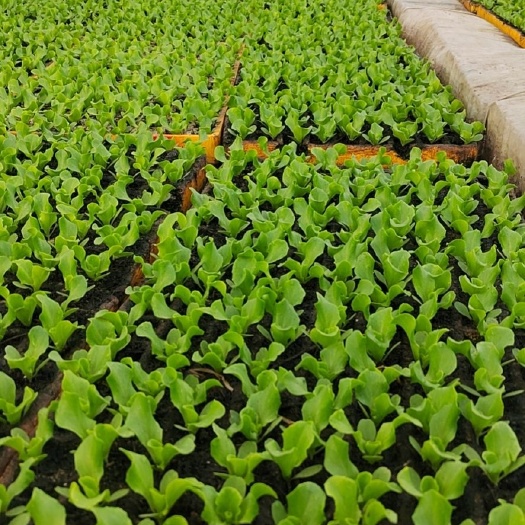 陆良县大白菜苗，娃娃菜苗，意大利苗，油麦菜等等种苗