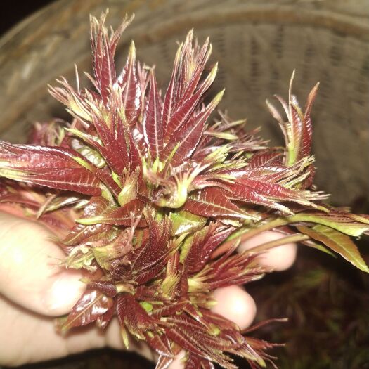 永顺县湖南湘西新鲜香椿芽【山货】