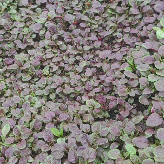 达州红苋菜大量上市