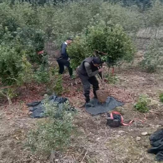 长沙东魁杨梅树苗