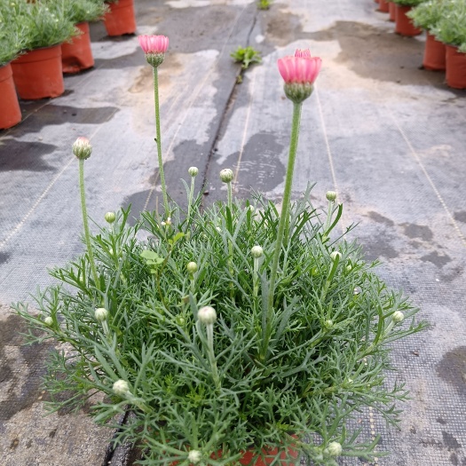 重庆市摩洛哥雏菊