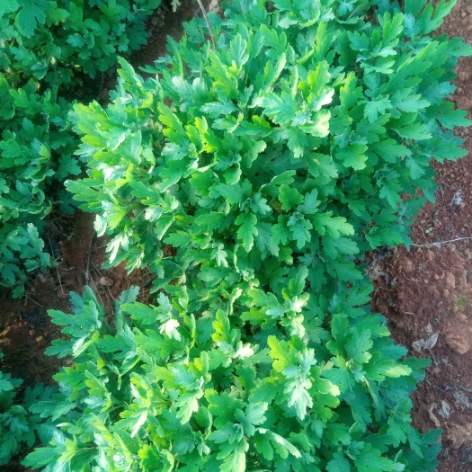 高安市出售金丝皇菊种苗