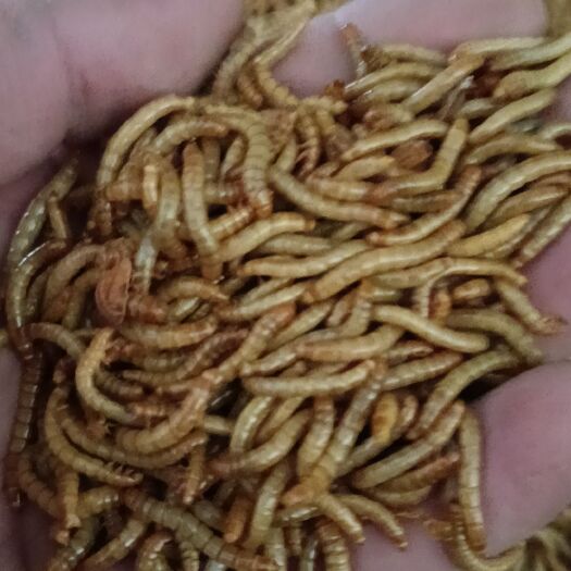 曹县黄粉虫面包虫虫卵、开口虫、各规格活虫、虫干、虫沙批发