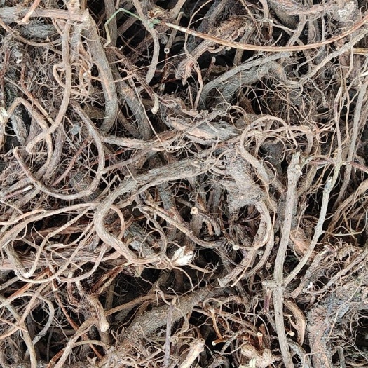 雾水葛足干，纯根