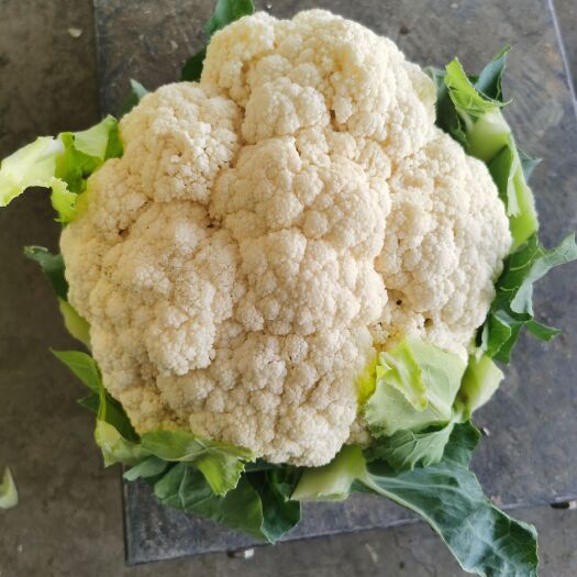 通海县精品散花大量有货