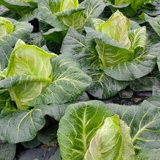 什邡市牛心甘蓝