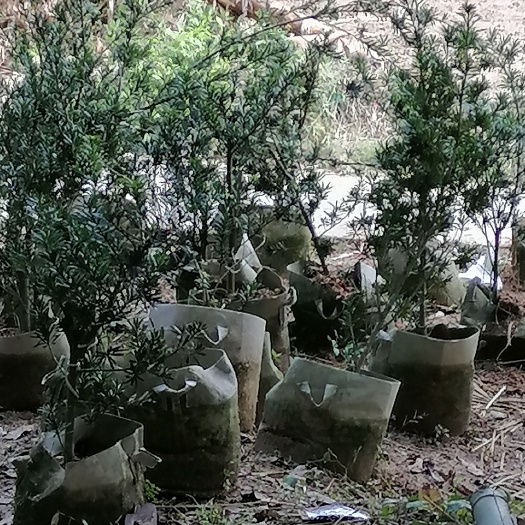 容县米叶罗汉松，菊花罗汉松
