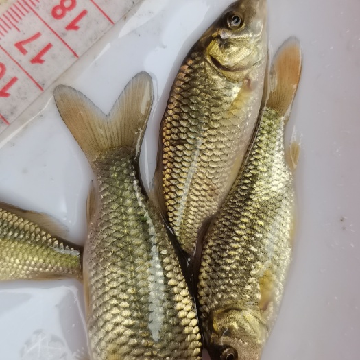 南宁鲤鱼苗，金背鲤鱼苗，杂交金背鲤鱼苗，生长速度快产量高苗场直销