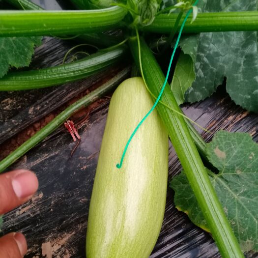 博爱县西葫芦大量上市