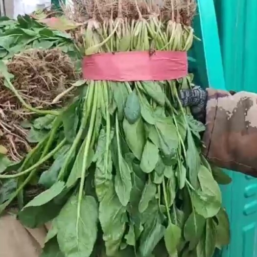 邯郸永年杆菠菜