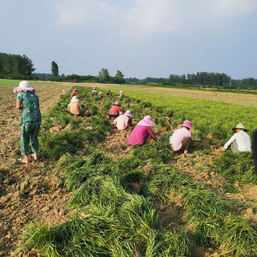 襄樊麦冬草