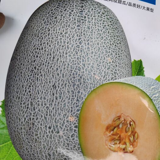 扶沟县网纹甜瓜种子，大果，甜度高，详细介绍请看包装说明谢谢！