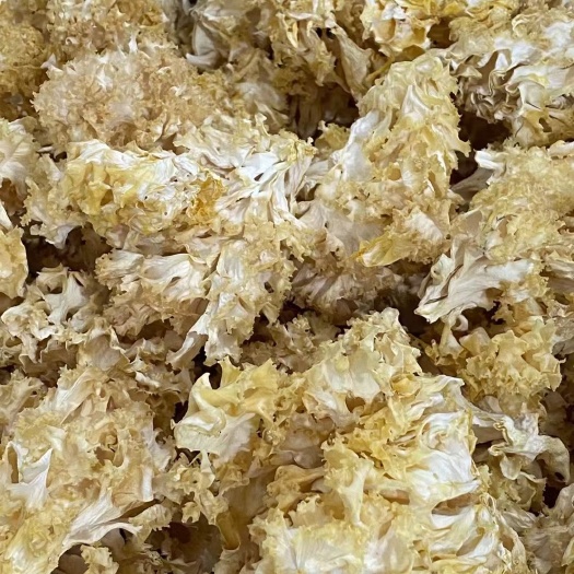 古田县绣球菌干货