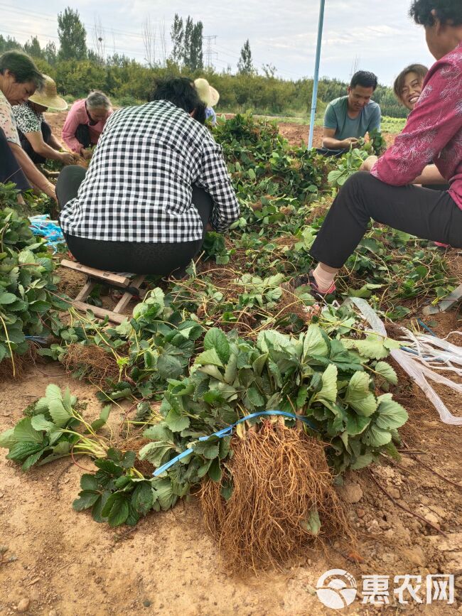 草莓苗 培育红颜草莓苗 隋珠草莓苗 章姬草莓苗脱毒二代草莓苗