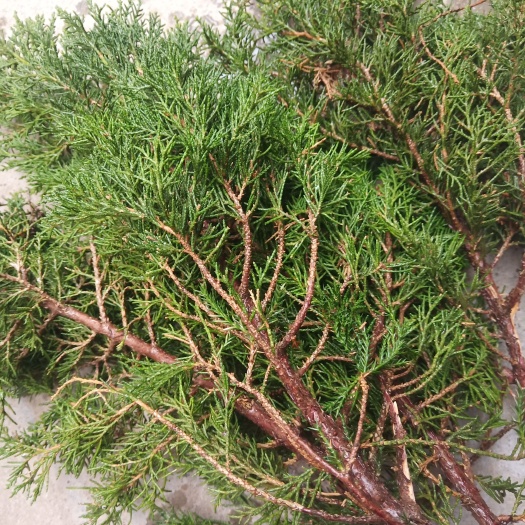 塔柏叶新鲜纯叶柏树枝叶子洗发包洗头塔伯叶干中药材泡酒