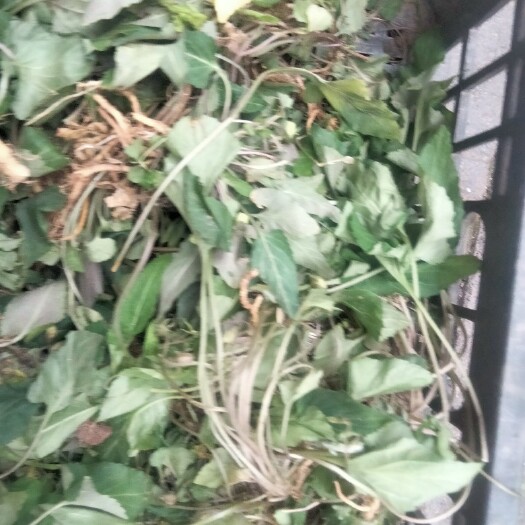内江中药材紫花地丁犁头草新鲜紫花地丁干货紫花地丁药用紫花地丁